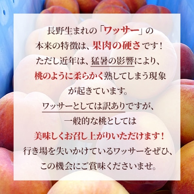 【訳あり】ワッサー(ピーチワッサー)約4kg　桃×ネクタリンの掛け合わせ