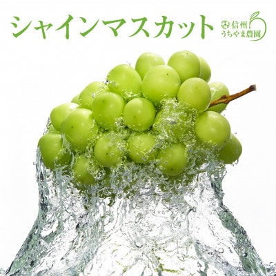 長野県産 シャインマスカット(2房～3房)1kg+信州りんご(訳あり)1kg　計2kg