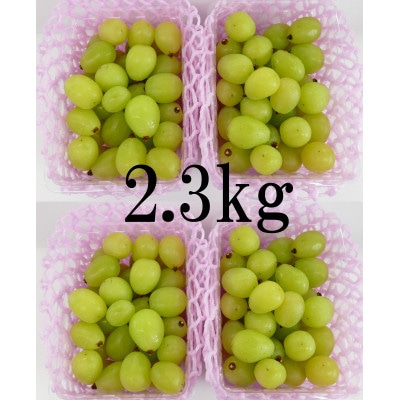 【訳あり品】シャインマスカット(バラバラくん)　2.3kg!【2026年9月中旬より順次発送】