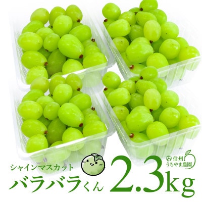 【訳あり品】シャインマスカット(バラバラくん)　2.3kg!【2026年9月中旬より順次発送】