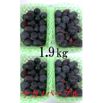(訳あり)信州うちやま農園のナガノパープル(バラバラ君)　1.9kg　●2026年発送●