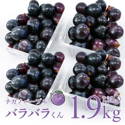 (訳あり)信州うちやま農園のナガノパープル(バラバラ君)　1.9kg　●2026年発送●