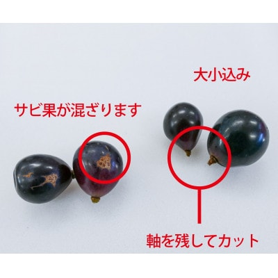(訳あり)信州うちやま農園のナガノパープル(バラバラ君)　1.9kg　●2026年発送●