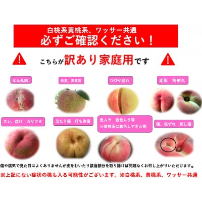 【2026年発送】【長野県】【信州】【白桃】【贈答用】【秀】品種おまかせ2kg (4～7玉)