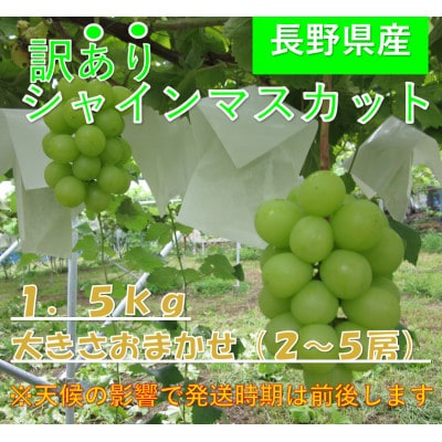 【2026年発送】長野県直送【訳あり】【家庭用】【シャインマスカット】計約1.5kg(2～5房)