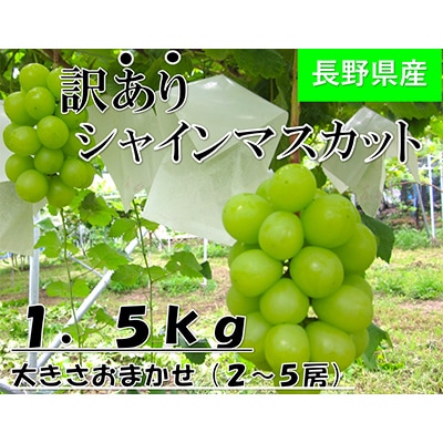 【2026年発送】長野県直送【訳あり】【家庭用】【シャインマスカット】計約1.5kg(2～5房)