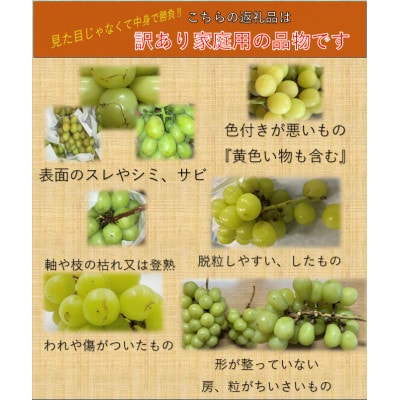 【2026年発送】長野県直送【訳あり】【家庭用】【シャインマスカット】計約1.5kg(2～5房)