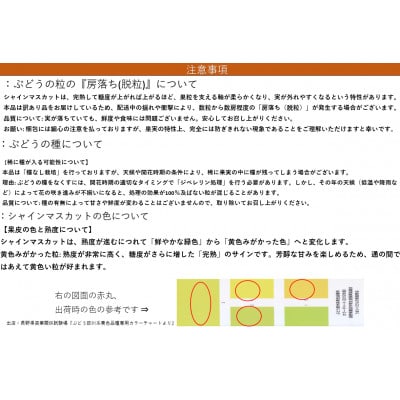 【2026年発送】長野県直送【訳あり】【家庭用】【シャインマスカット】計約1.5kg(2～5房)