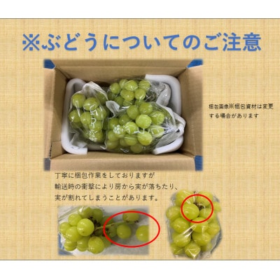 【2026年発送】長野県直送【訳あり】【家庭用】【シャインマスカット】計約1.5kg(2～5房)