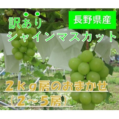 【2026年発送】長野県産【訳あり】【家庭用】【ぶどう】シャインマスカット2kg(2～5房)