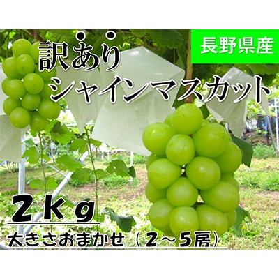 【2026年発送】長野県産【訳あり】【家庭用】【ぶどう】シャインマスカット2kg(2～5房)