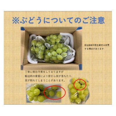 【2026年発送】長野県産【訳あり】【家庭用】【ぶどう】シャインマスカット2kg(2～5房)