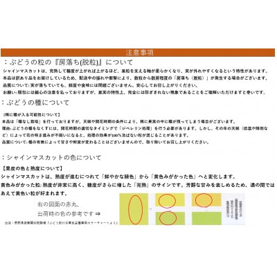 【さとふる限定】2026年発送 長野産 訳ありシャインマスカット 2kg 期間限定