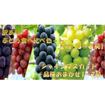 【2026年】【長野県産】【訳あり】【ぶどう食べ比べ】シャインマスカット+お任せ1～2種類　計2kg