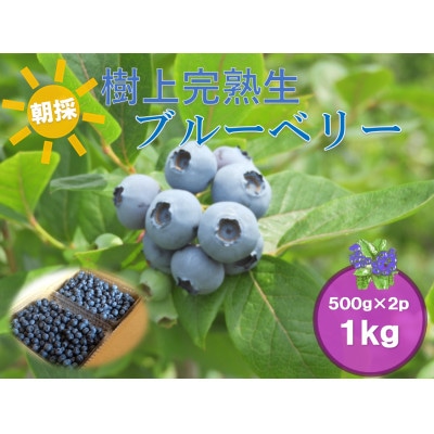 【2026年発送】フルーツ果物王国　【長野県】北志賀高原　朝取り　【生】ブルーベリー　1kg