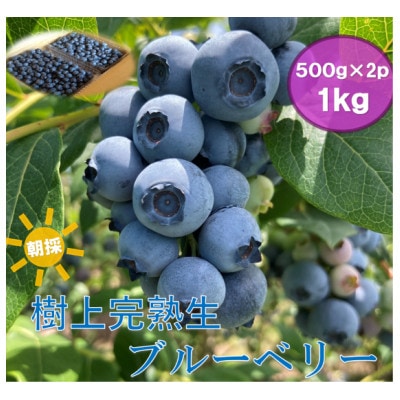 2026年　7月上旬頃より発送【長野県】北志賀高原　朝取り　【生】ブルーベリー　1kg