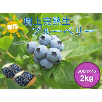 【2026年発送】フルーツ果物王国　【長野県】北志賀高原　朝取り樹熟　【生】ブルーベリー　2kg