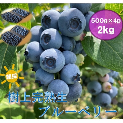 2026年　7月上旬頃より発送　長野県　北志賀高原　朝取り樹熟　生　ブルーベリー　2kg