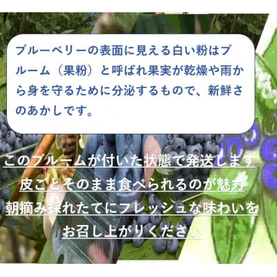 【2026年発送】フルーツ果物王国　【長野県】北志賀高原　朝取り樹熟　【生】ブルーベリー　2kg
