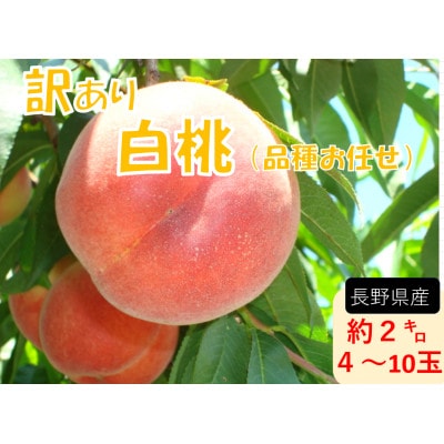 【2026年発送】【長野県】【白桃】【家庭用】【訳あり】品種おまかせ2kg (4～10玉)