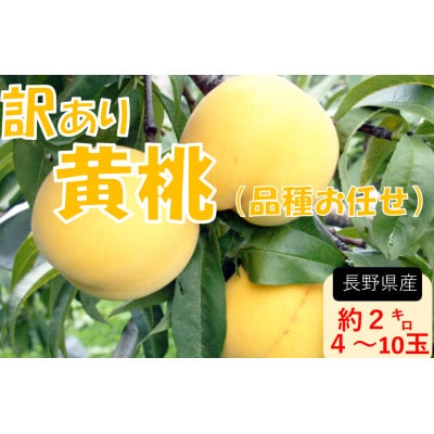 【2026年発送】【長野県】【黄桃】【家庭用】【訳あり】品種おまかせ2kg (4～10玉)