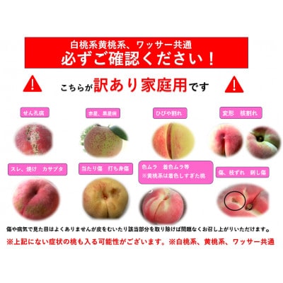 【2026年発送】【長野県】【黄桃】【家庭用】【訳あり】品種おまかせ2kg (4～10玉)