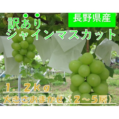【2026年発送】長野県産【訳あり】【家庭用】【ぶどう】シャインマスカット1.2kg(2～5房)