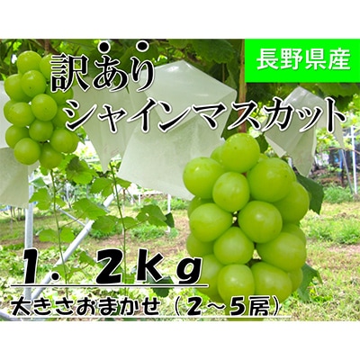 【2026年発送】長野県産【訳あり】【家庭用】【ぶどう】シャインマスカット1.2kg(2～5房)