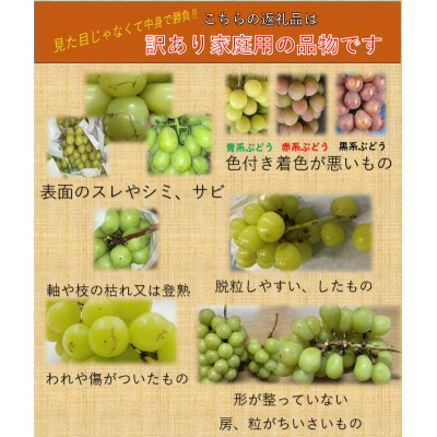 【2026年発送】長野県産【訳あり】【家庭用】【ぶどう】シャインマスカット1.2kg(2～5房)