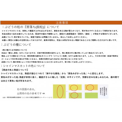 【2026年発送】長野県産【訳あり】【家庭用】【ぶどう】シャインマスカット1.2kg(2～5房)