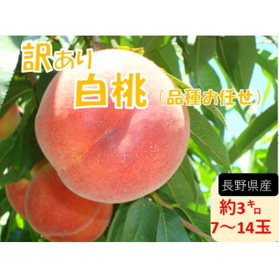 【訳あり】長野県産 白桃 品種おまかせ 3kg(7～14玉)産地直送 2026年7月下旬より順次発送