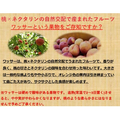【さとふる限定】【2026年発送】長野県産【訳あり】ワッサー約5kg【桃】×【ネクタリン】交配種　