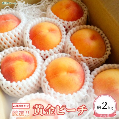 7月中旬より発送予定 厳選!ジューシーな甘さの黄金ピーチ約2kg(6～11個) 品種おまかせ