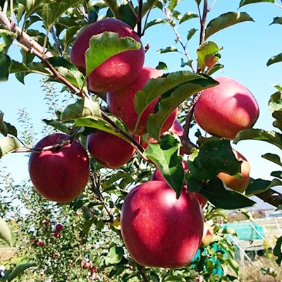 爽やかな甘さの　あいかの香り5kg