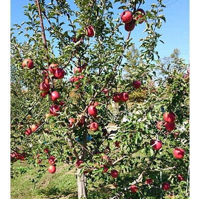 爽やかな甘さの　あいかの香り5kg