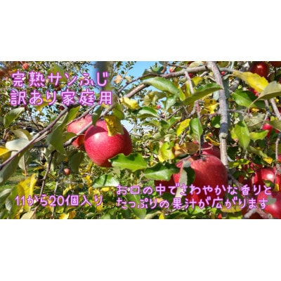 見栄えはB級、味はA級。葉とらず完熟サンふじ【訳あり家庭用】約5kg(11～20個)