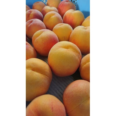 トロける濃厚な甘さの黄金ピーチ約3kg(種類・個数おまかせ)訳あり家庭用