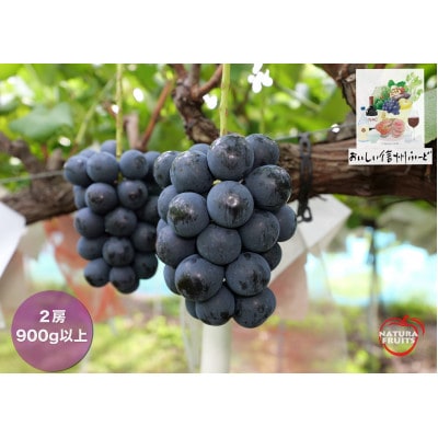 新鮮朝採り 信州産 ナガノパープル 2房合計900g以上!　2026年8月下旬より発送予定