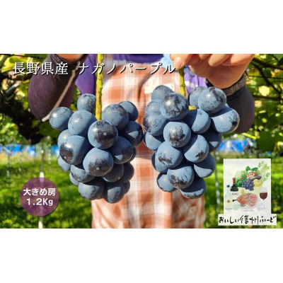 新鮮朝採り 信州産 ナガノパープル 2房1.2Kg以上! ☆2025年8月下旬より発送予定☆