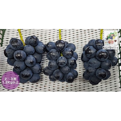 新鮮朝採り 信州産 ナガノパープル 2〜3房1.2Kg以上! ☆2026年8月下旬より発送予定☆