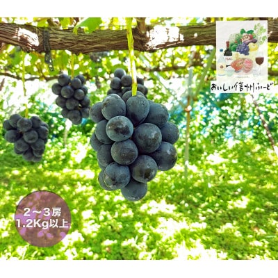 新鮮朝採り 信州産 ナガノパープル 2〜3房1.2Kg以上! ☆2026年8月下旬より発送予定☆