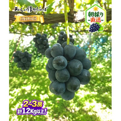 新鮮朝採り 信州産 ナガノパープル 2〜3房1.2Kg以上! ☆2026年8月下旬より発送予定☆