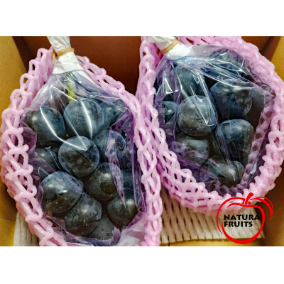 新鮮朝採り 信州産 ナガノパープル 2房1.2Kg以上! ☆2025年8月下旬より発送予定☆