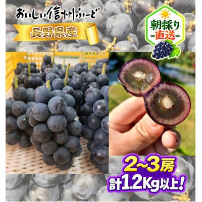 新鮮朝採り 信州産 ナガノパープル 2〜3房1.2Kg以上! ☆2026年8月下旬より発送予定☆