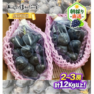 新鮮朝採り 信州産 ナガノパープル 2〜3房1.2Kg以上! ☆2026年8月下旬より発送予定☆