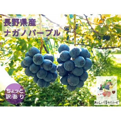【ちょっと訳あり】新鮮朝採り 信州産ナガノパープル 2～3房1Kg以上　2025年8月下旬～発送予定