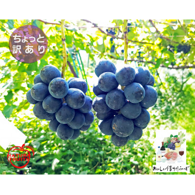 【ちょっと訳あり】新鮮朝採り ナガノパープル 2～3房900g以上!　2026年8月下旬～発送予定