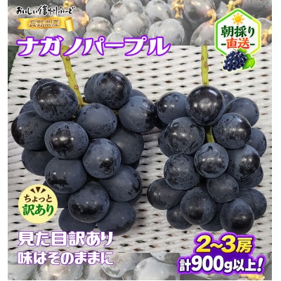 【ちょっと訳あり】新鮮朝採り ナガノパープル 2～3房900g以上!　2026年8月下旬～発送予定