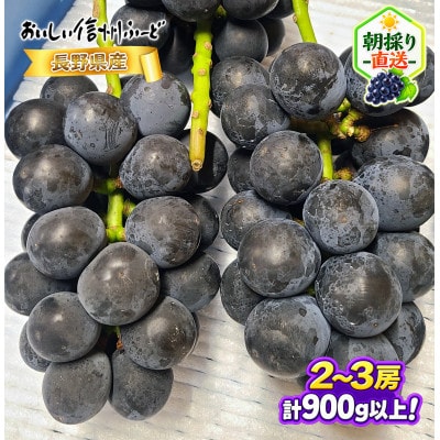 【ちょっと訳あり】新鮮朝採り ナガノパープル 2～3房900g以上!　2026年8月下旬～発送予定