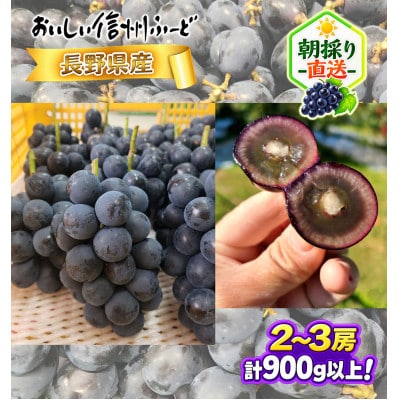 【ちょっと訳あり】新鮮朝採り ナガノパープル 2～3房900g以上!　2026年8月下旬～発送予定
